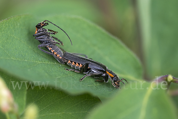 Dunkler Fliegenkäfer (Cantharis obscura)