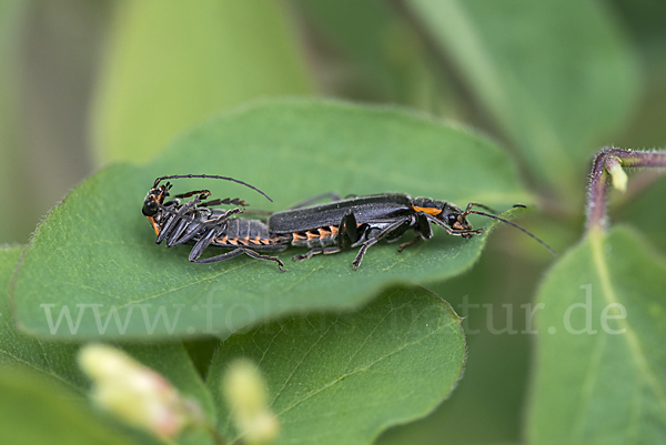 Dunkler Fliegenkäfer (Cantharis obscura)