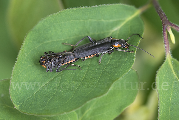 Dunkler Fliegenkäfer (Cantharis obscura)