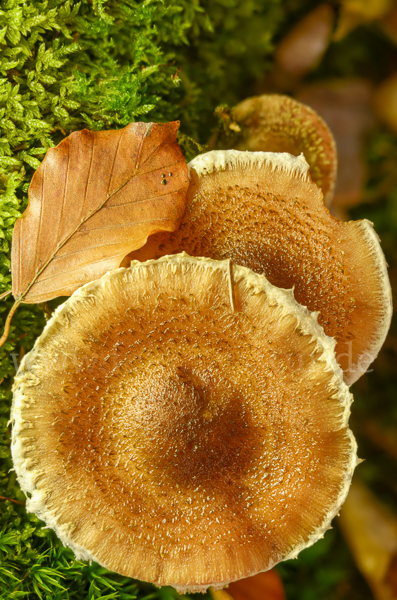 Dunkler Hallimasch (Armillaria ostoyae)