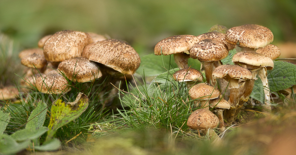 Dunkler Hallimasch (Armillaria ostoyae)