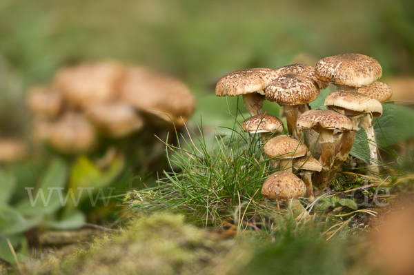 Dunkler Hallimasch (Armillaria ostoyae)