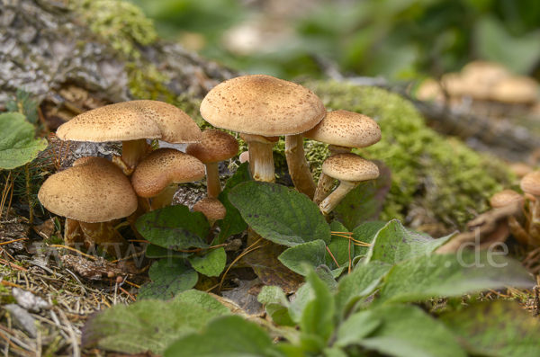 Dunkler Hallimasch (Armillaria ostoyae)