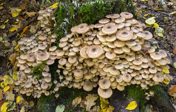 Dunkler Hallimasch (Armillaria ostoyae)