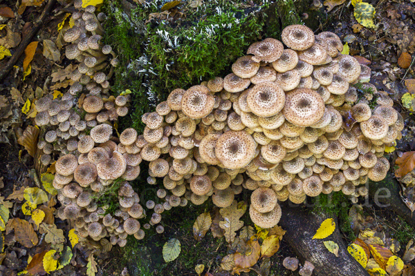 Dunkler Hallimasch (Armillaria ostoyae)