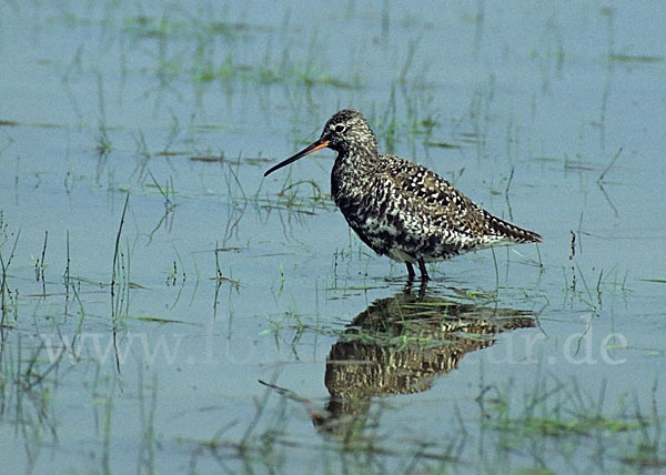 Dunkler Wasserläufer (Tringa erythropus)