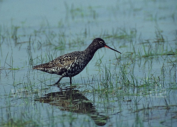 Dunkler Wasserläufer (Tringa erythropus)