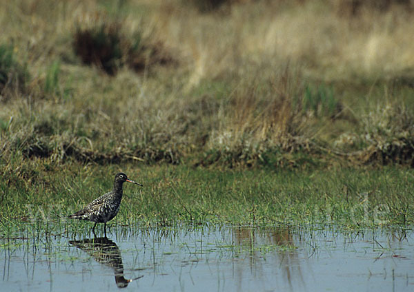 Dunkler Wasserläufer (Tringa erythropus)