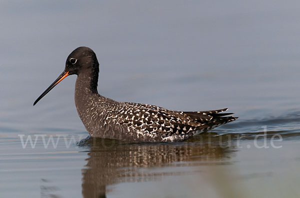 Dunkler Wasserläufer (Tringa erythropus)