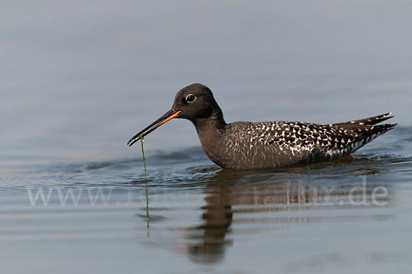 Dunkler Wasserläufer (Tringa erythropus)