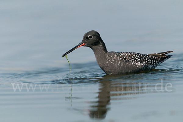 Dunkler Wasserläufer (Tringa erythropus)