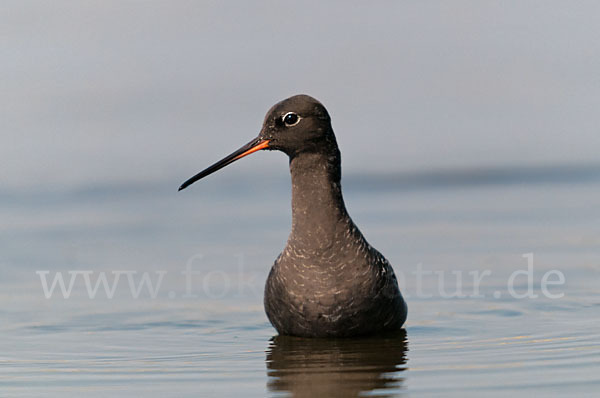 Dunkler Wasserläufer (Tringa erythropus)