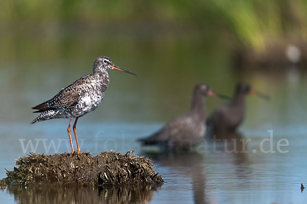 Dunkler Wasserläufer (Tringa erythropus)