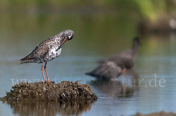 Dunkler Wasserläufer (Tringa erythropus)