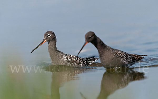 Dunkler Wasserläufer (Tringa erythropus)