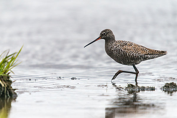 Dunkler Wasserläufer (Tringa erythropus)