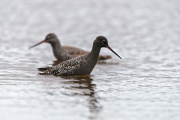 Dunkler Wasserläufer (Tringa erythropus)