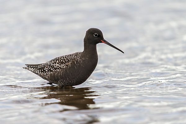 Dunkler Wasserläufer (Tringa erythropus)