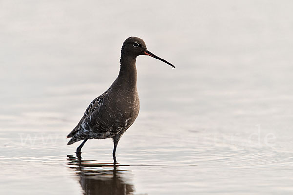 Dunkler Wasserläufer (Tringa erythropus)