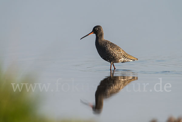 Dunkler Wasserläufer (Tringa erythropus)