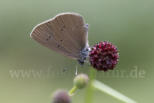 Dunkler Wiesenknopf-Ameisenbläuling (Glaucopsyche nausithous)