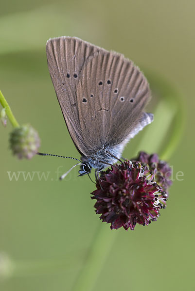 Dunkler Wiesenknopf-Ameisenbläuling (Glaucopsyche nausithous)