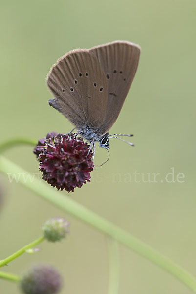 Dunkler Wiesenknopf-Ameisenbläuling (Glaucopsyche nausithous)