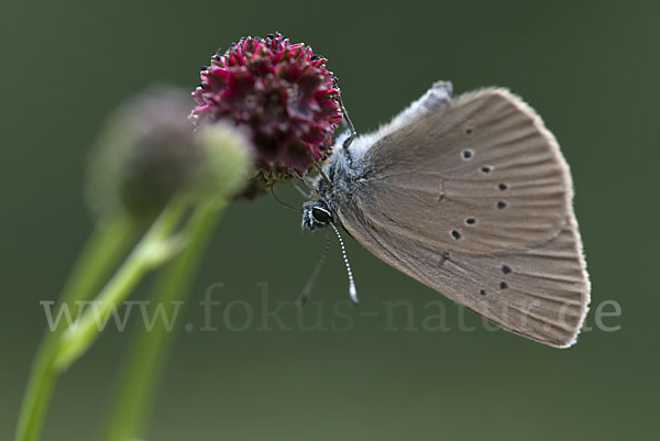 Dunkler Wiesenknopf-Ameisenbläuling (Glaucopsyche nausithous)