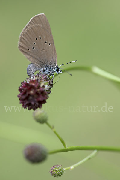 Dunkler Wiesenknopf-Ameisenbläuling (Glaucopsyche nausithous)