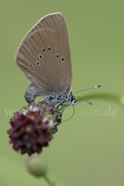 Dunkler Wiesenknopf-Ameisenbläuling (Glaucopsyche nausithous)