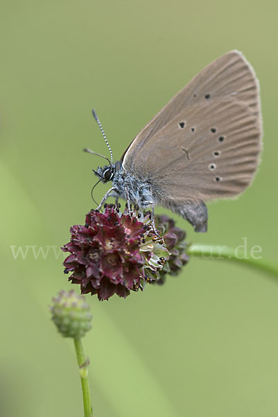 Dunkler Wiesenknopf-Ameisenbläuling (Glaucopsyche nausithous)