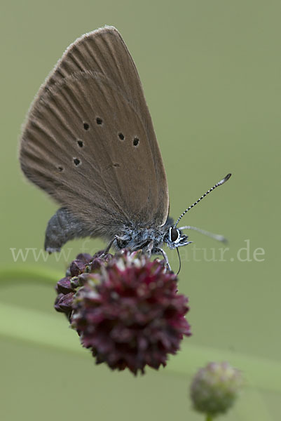 Dunkler Wiesenknopf-Ameisenbläuling (Glaucopsyche nausithous)