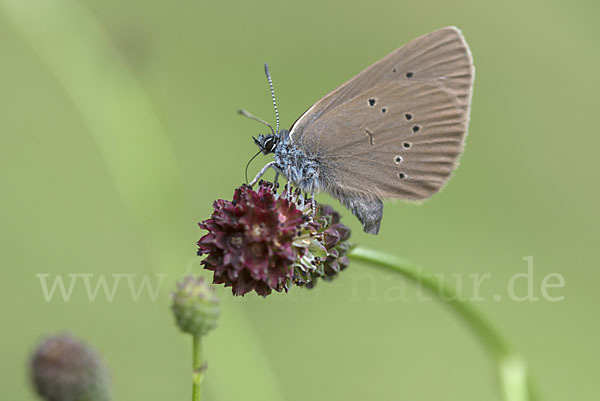 Dunkler Wiesenknopf-Ameisenbläuling (Glaucopsyche nausithous)