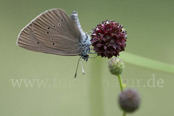 Dunkler Wiesenknopf-Ameisenbläuling (Glaucopsyche nausithous)