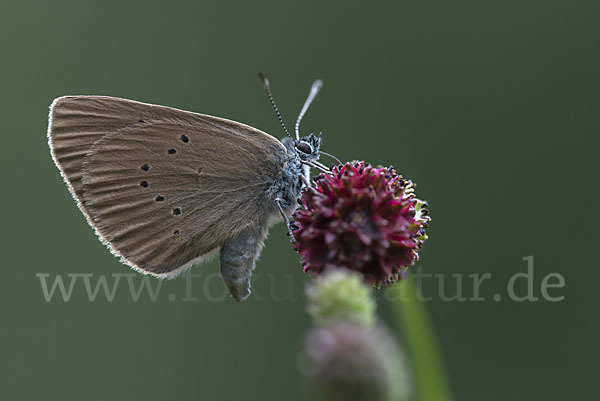 Dunkler Wiesenknopf-Ameisenbläuling (Glaucopsyche nausithous)