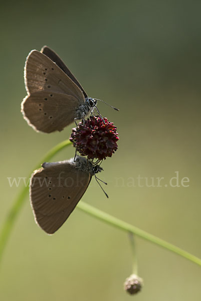 Dunkler Wiesenknopf-Ameisenbläuling (Glaucopsyche nausithous)