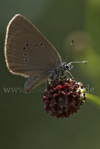 Dunkler Wiesenknopf-Ameisenbläuling (Glaucopsyche nausithous)