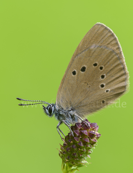 Dunkler Wiesenknopf-Ameisenbläuling (Glaucopsyche nausithous)