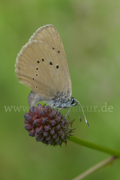 Dunkler Wiesenknopf-Ameisenbläuling (Glaucopsyche nausithous)