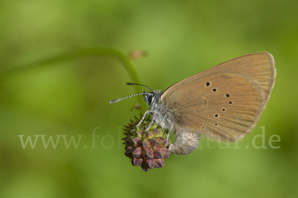 Dunkler Wiesenknopf-Ameisenbläuling (Glaucopsyche nausithous)