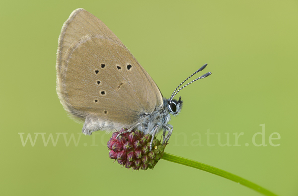 Dunkler Wiesenknopf-Ameisenbläuling (Glaucopsyche nausithous)