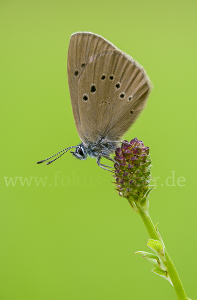 Dunkler Wiesenknopf-Ameisenbläuling (Glaucopsyche nausithous)