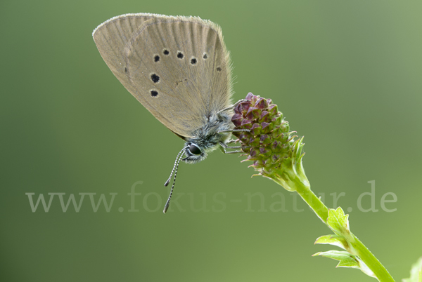 Dunkler Wiesenknopf-Ameisenbläuling (Glaucopsyche nausithous)