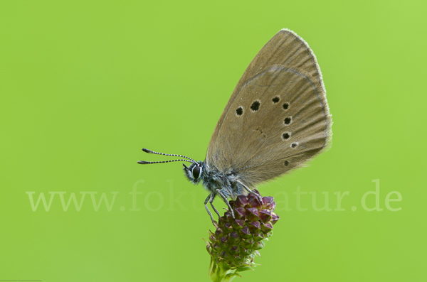 Dunkler Wiesenknopf-Ameisenbläuling (Glaucopsyche nausithous)