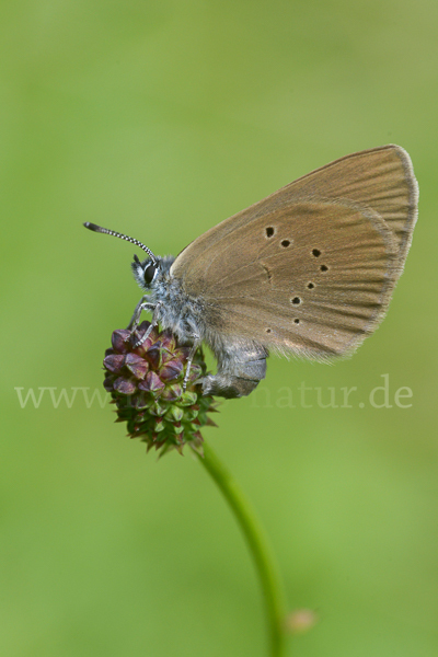 Dunkler Wiesenknopf-Ameisenbläuling (Glaucopsyche nausithous)