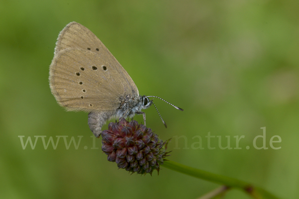 Dunkler Wiesenknopf-Ameisenbläuling (Glaucopsyche nausithous)