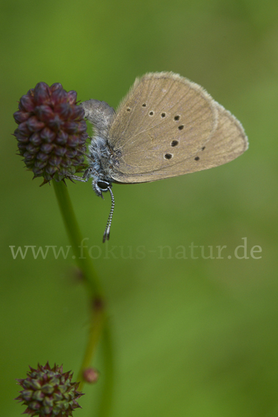 Dunkler Wiesenknopf-Ameisenbläuling (Glaucopsyche nausithous)