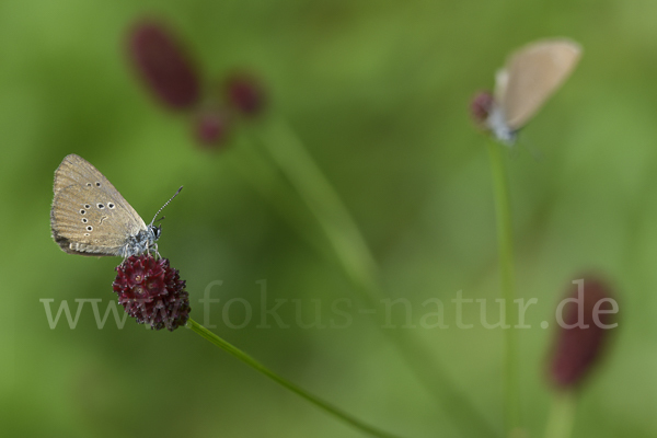 Dunkler Wiesenknopf-Ameisenbläuling (Glaucopsyche nausithous)