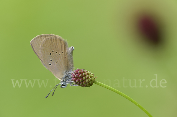 Dunkler Wiesenknopf-Ameisenbläuling (Glaucopsyche nausithous)