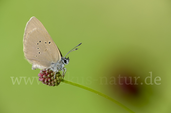 Dunkler Wiesenknopf-Ameisenbläuling (Glaucopsyche nausithous)